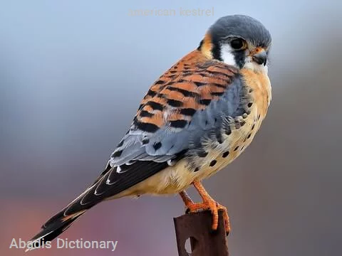 american kestrel